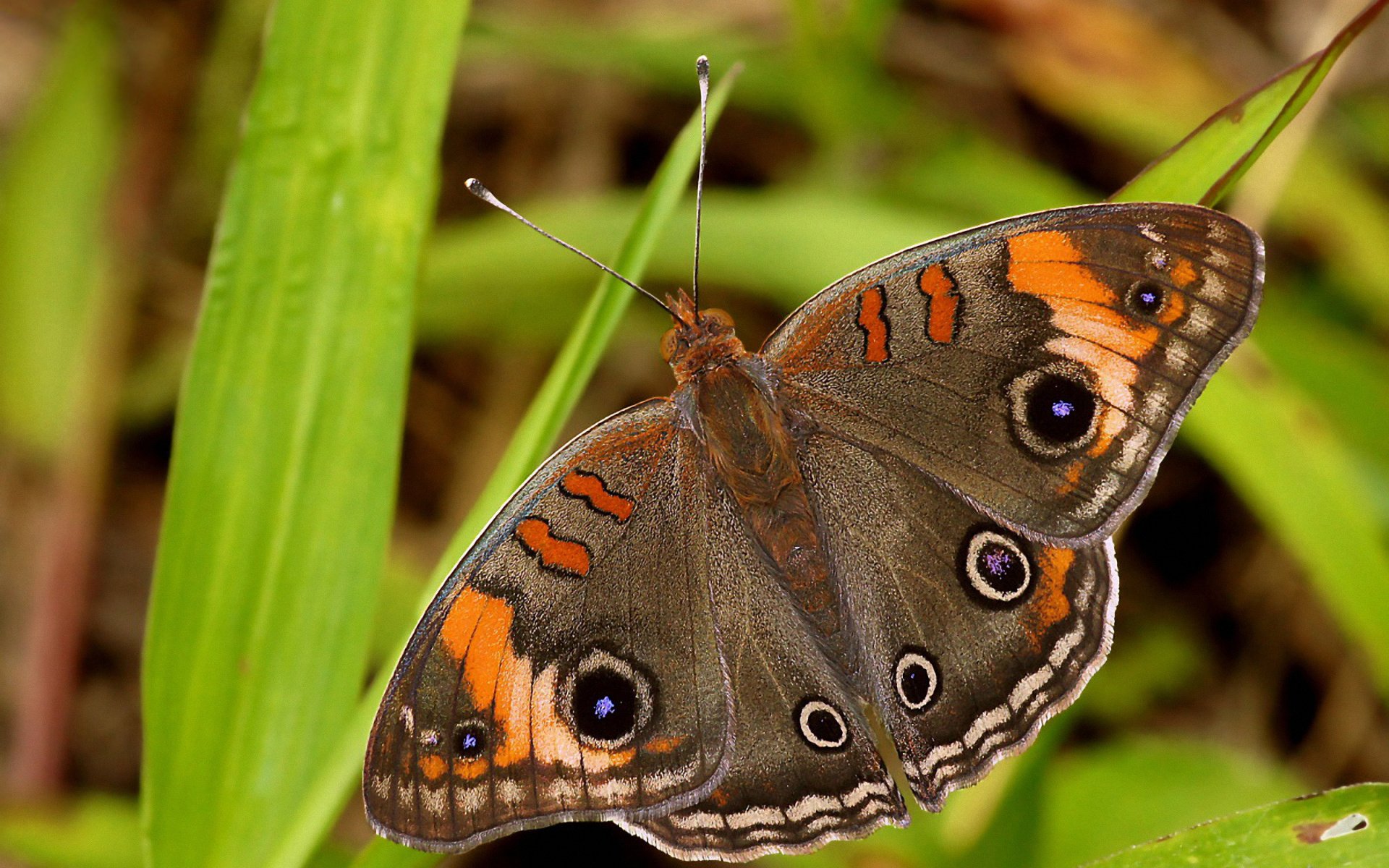 HD PC desktop wallpaper showing a close-up of a butterfly resting on green grass blades in a natural setting.