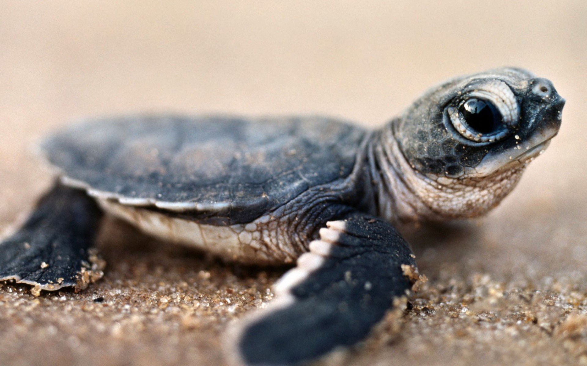 Close-up HD desktop wallpaper of a baby turtle on sandy ground, highlighting its detailed shell and large eye in sharp focus.