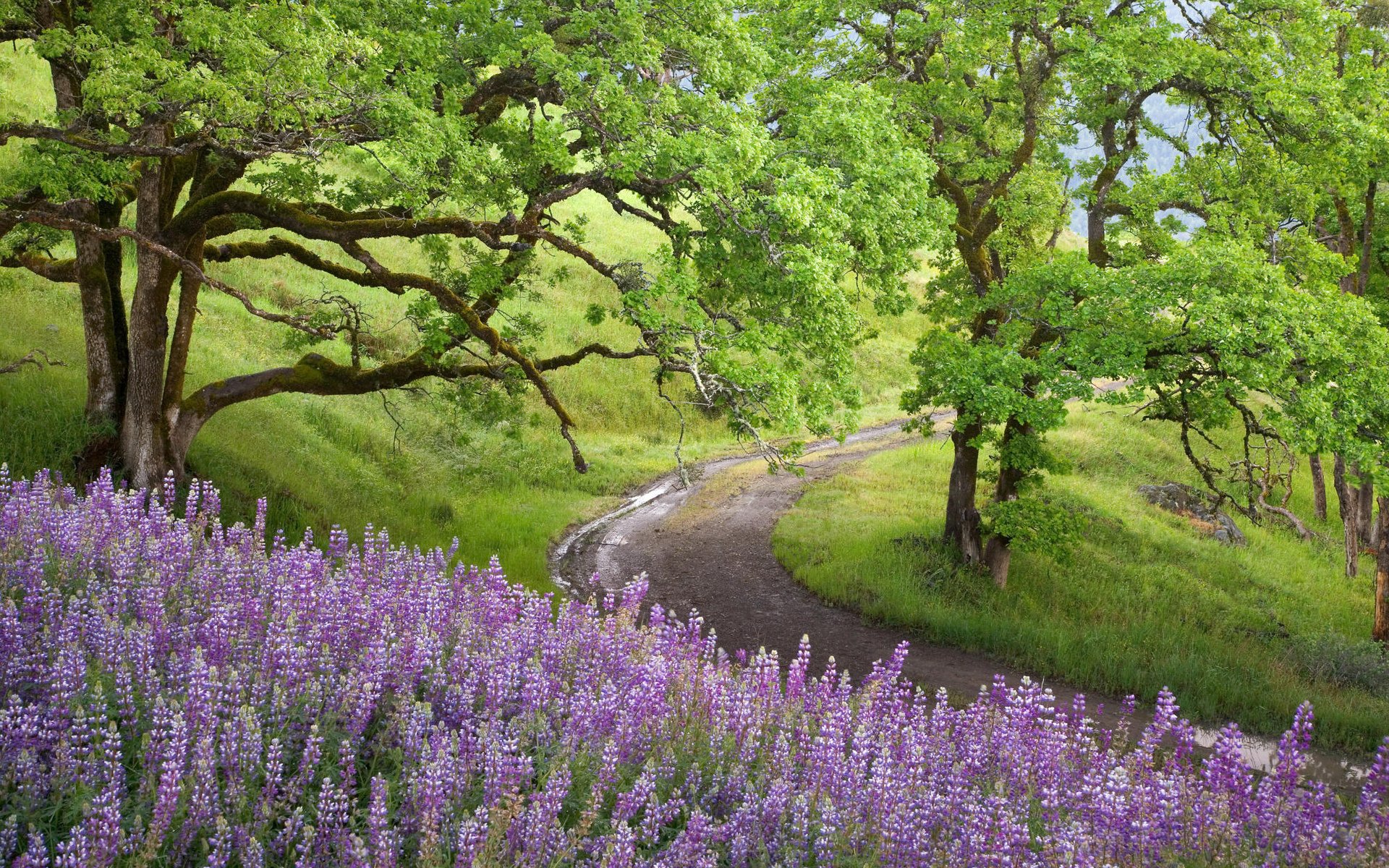 A winding path through a California national park, surrounded by green trees and blooming purple lupine flowers, captured in vibrant HD for a desktop wallpaper.