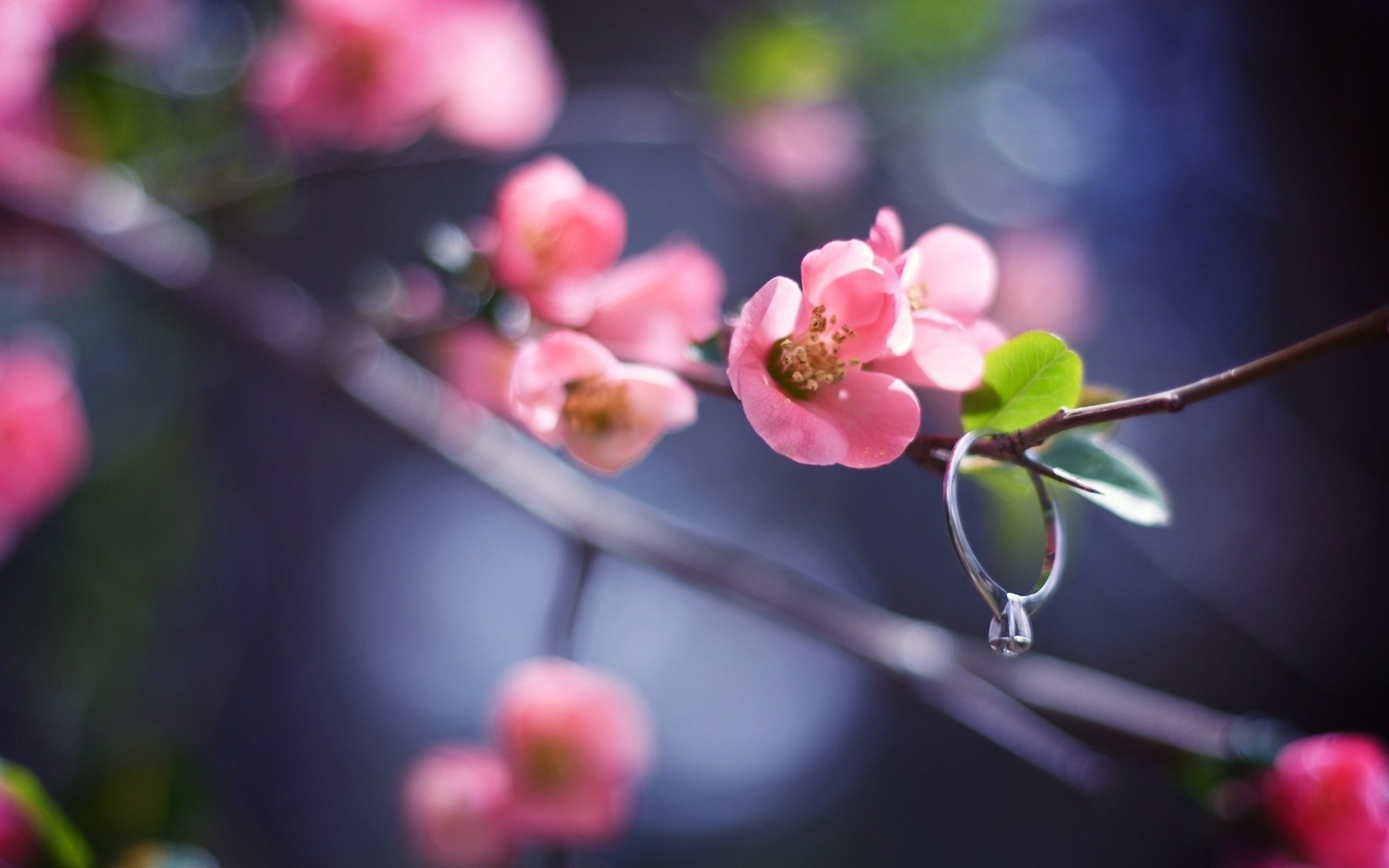 HD desktop wallpaper featuring delicate pink blossoms on a branch, adorned with a sparkling man-made jewelry ring, set against a blurred natural background.