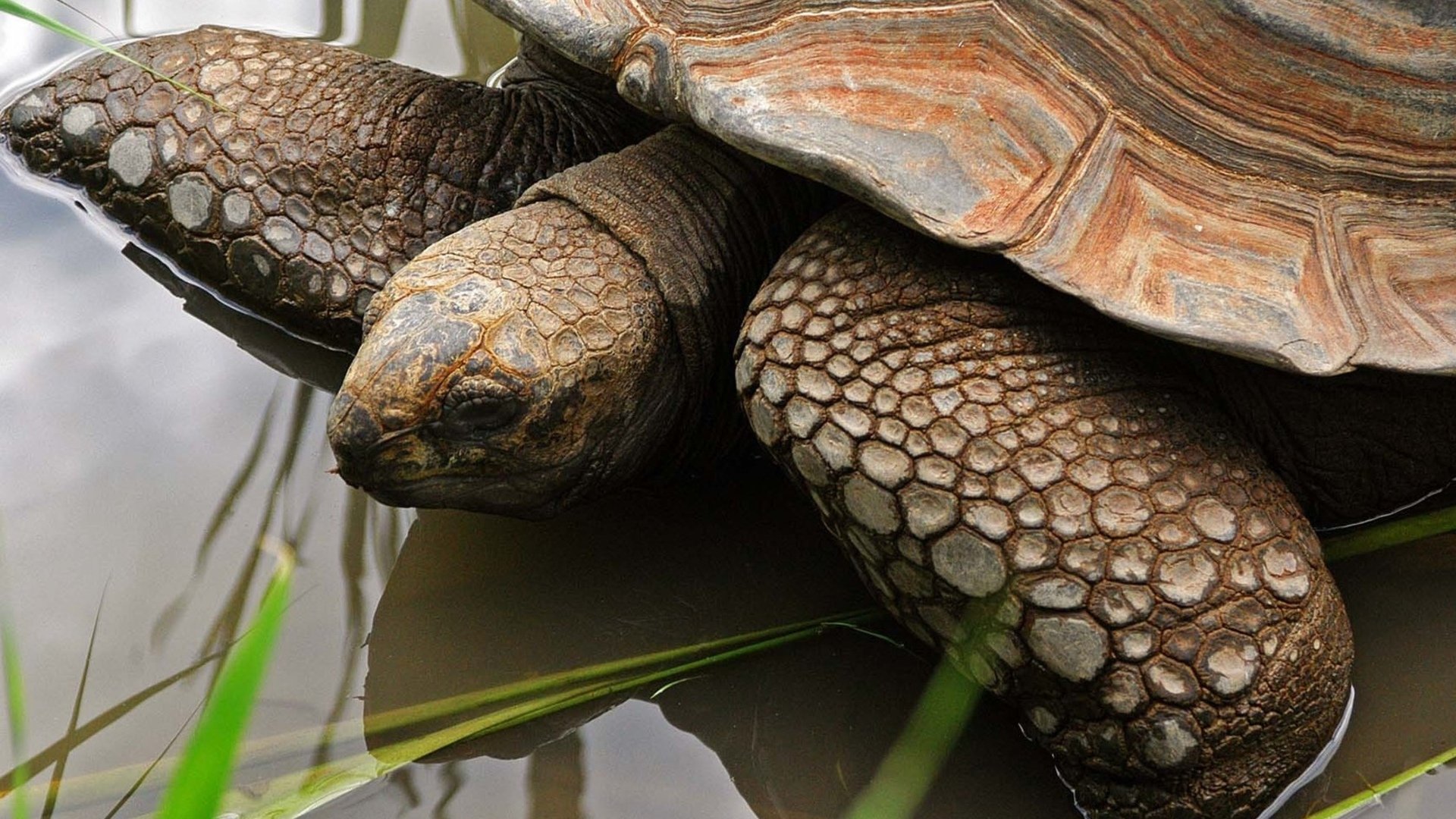 Majestic Turtle HD: Nature's Ancient Armor Up Close | 1920x1080 ...