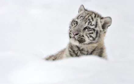 A captivating HD wallpaper featuring a young white tiger peering curiously through soft, white snow, showcasing the beauty of this majestic animal in a serene winter landscape.