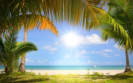 2K Quad HD PC desktop wallpaper: nature scene of tropical beach framed by palm trees, bright sun over turquoise sea and white sand.