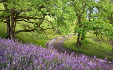 A winding path through a California national park, surrounded by green trees and blooming purple lupine flowers, captured in vibrant HD for a desktop wallpaper.