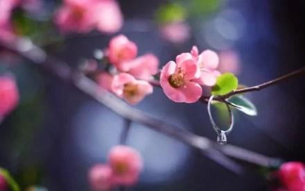 HD desktop wallpaper featuring delicate pink blossoms on a branch, adorned with a sparkling man-made jewelry ring, set against a blurred natural background.