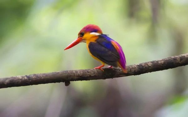 A vibrant kingfisher perched on a branch, showcasing its colorful plumage against a blurred green background. This stunning image serves as an HD desktop wallpaper.