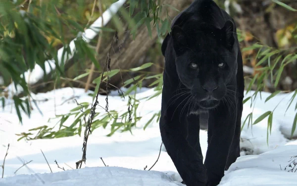 A majestic black panther walks through a snowy landscape surrounded by green bamboo, captured in HD as a desktop wallpaper and background.