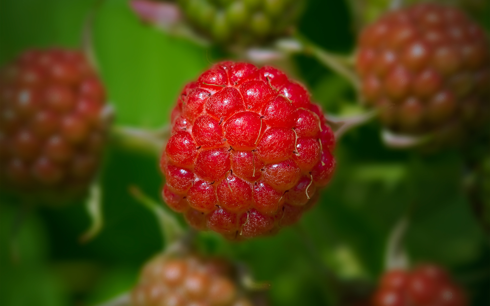 Food Raspberry HD Wallpaper