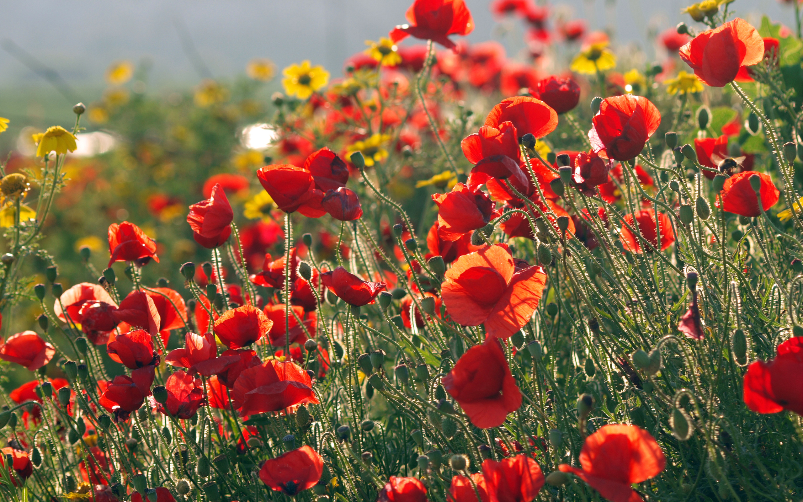 Poppy Full HD Wallpaper and Background Image | 2560x1600 | ID:389068