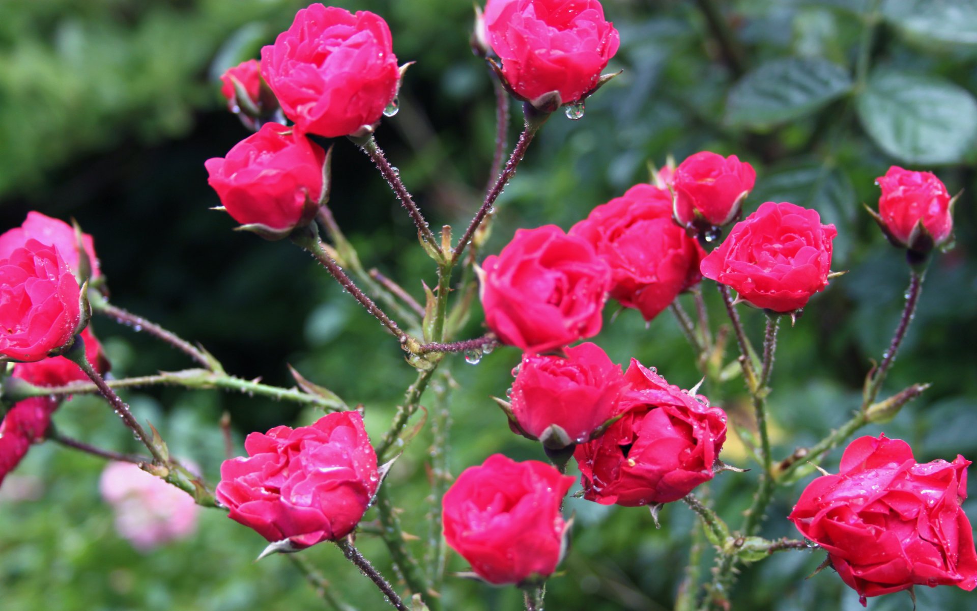 Rosal Fondo de pantalla HD | Fondo de Escritorio | 2560x1600 | ID