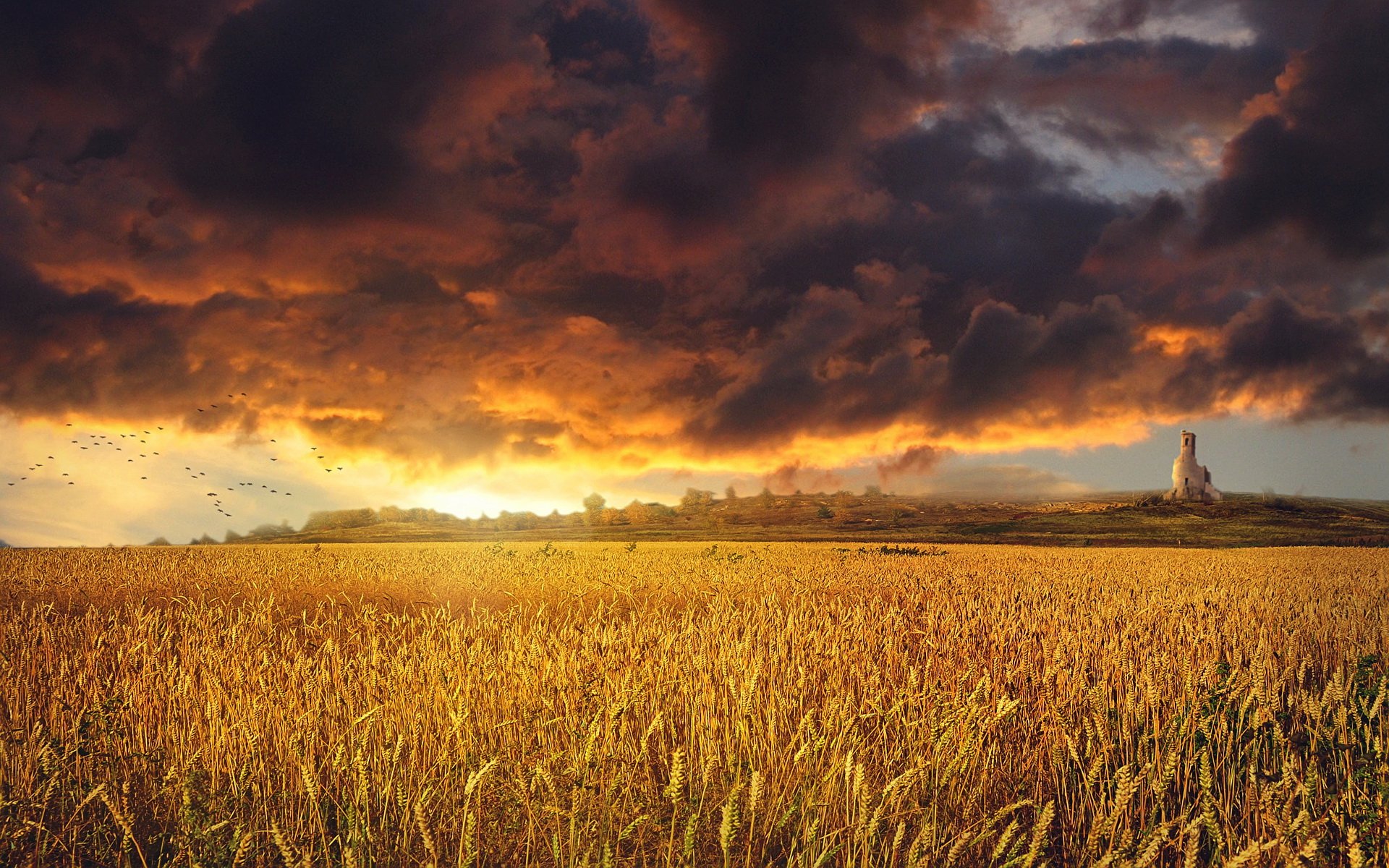 Download Nature Field HD Wallpaper