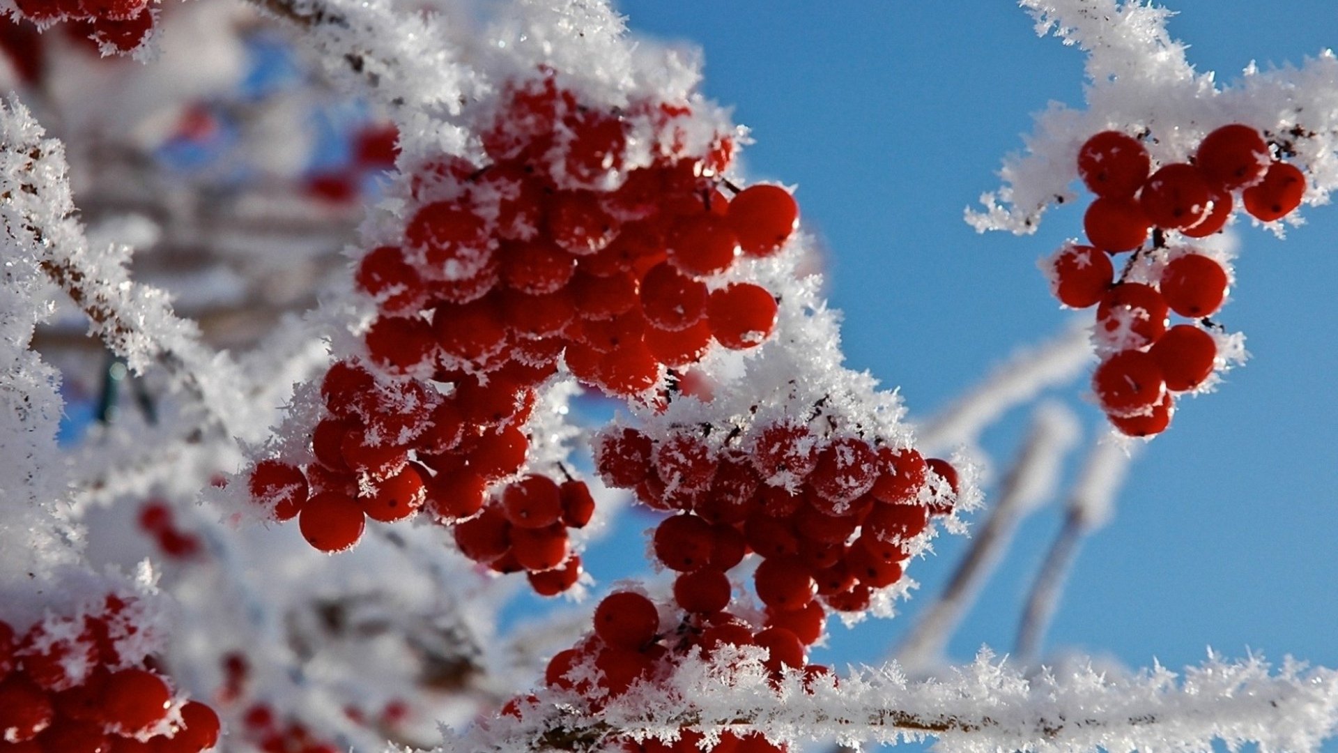 Close-up of vibrant red berries covered in frost against a clear blue sky, captured in HD for a stunning nature PC desktop wallpaper.