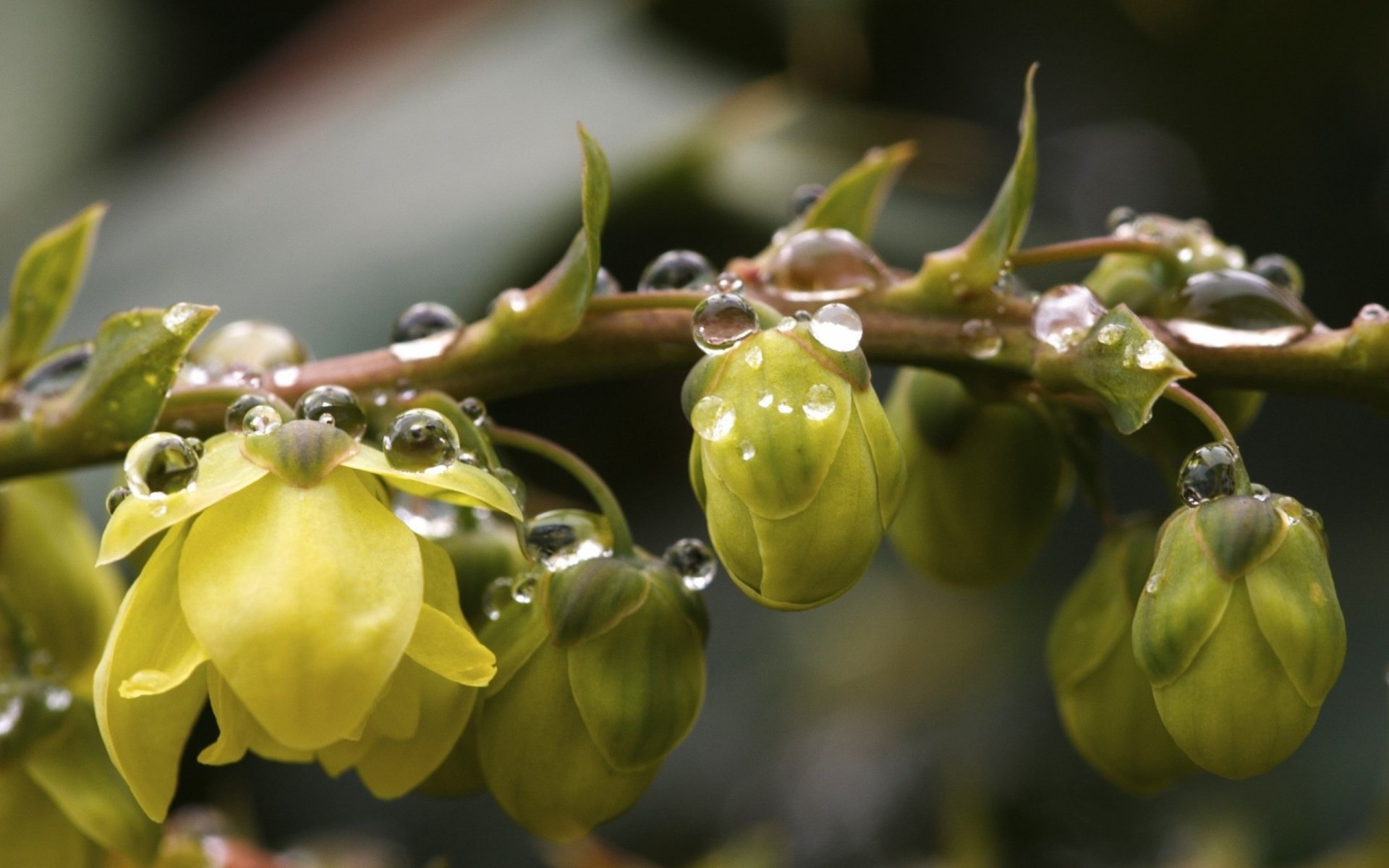 Close-up of yellow flower buds with water drops on a blurred natural background, captured in HD for a vibrant desktop wallpaper.