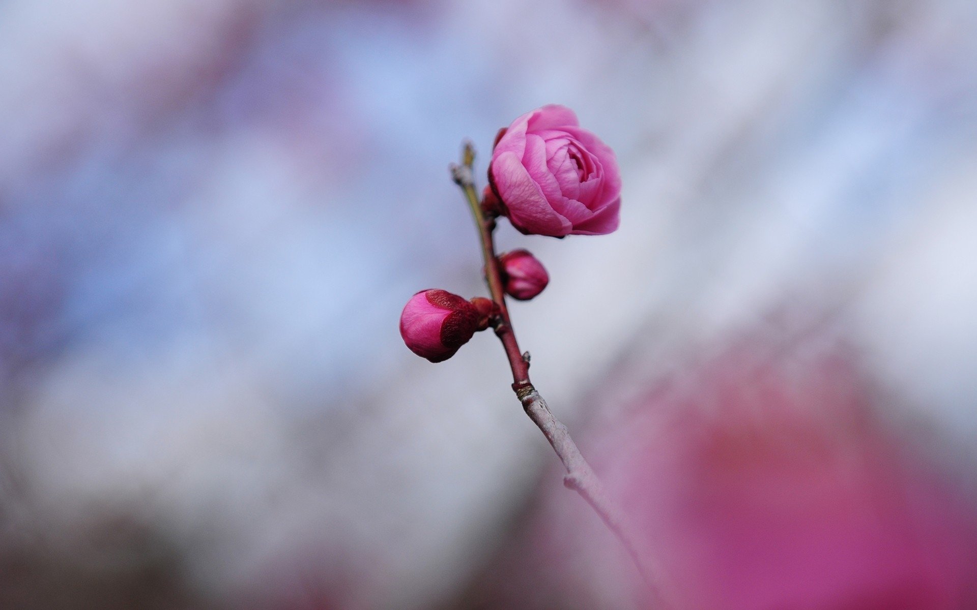 A close-up of delicate pink blossoms on a branch, set against a soft, blurred background, showcasing the beauty of nature. This image serves as a stunning HD desktop wallpaper.