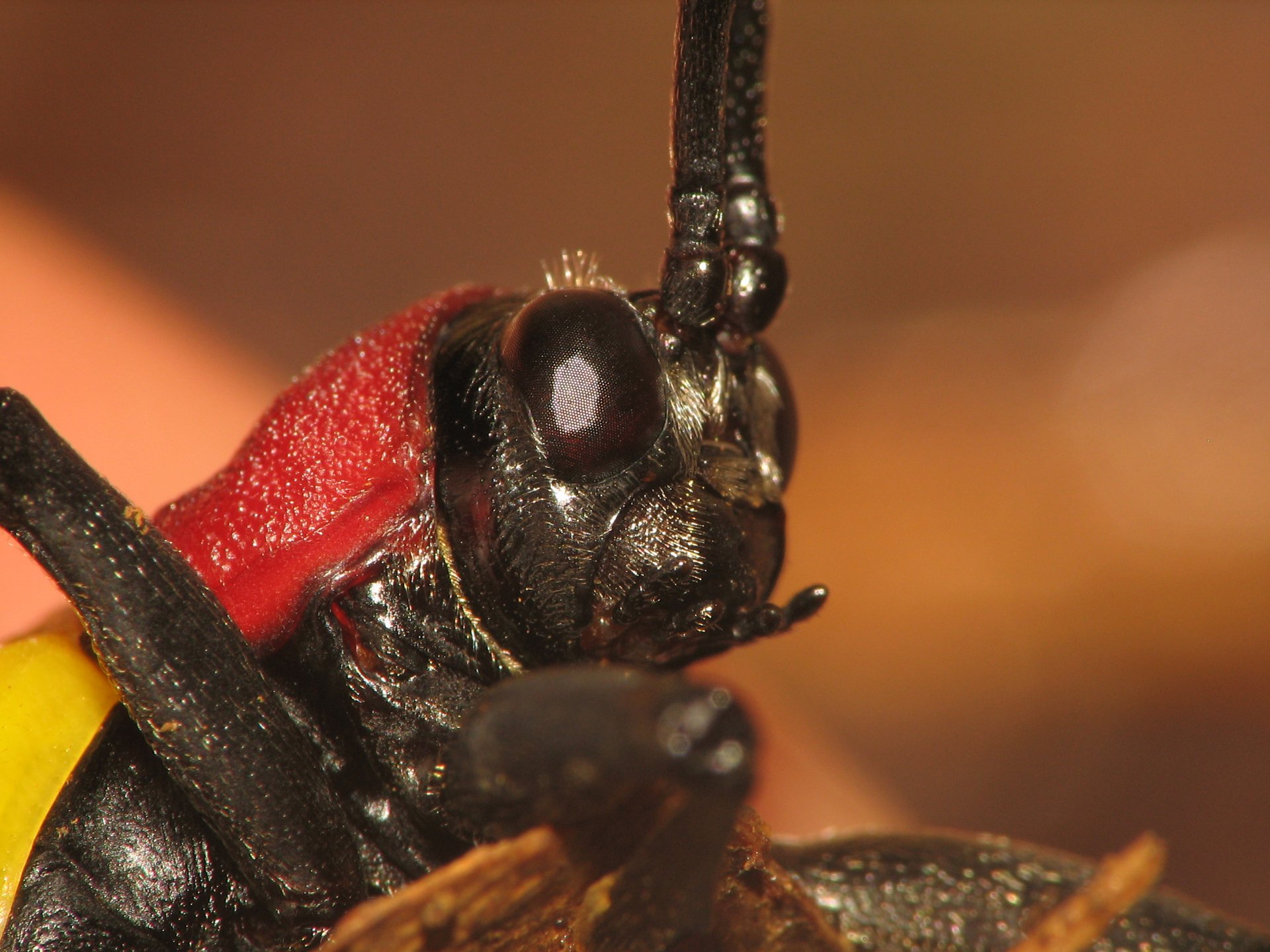 Download Animal Insect HD Wallpaper | 2592x1944 | Wallpaper Abyss