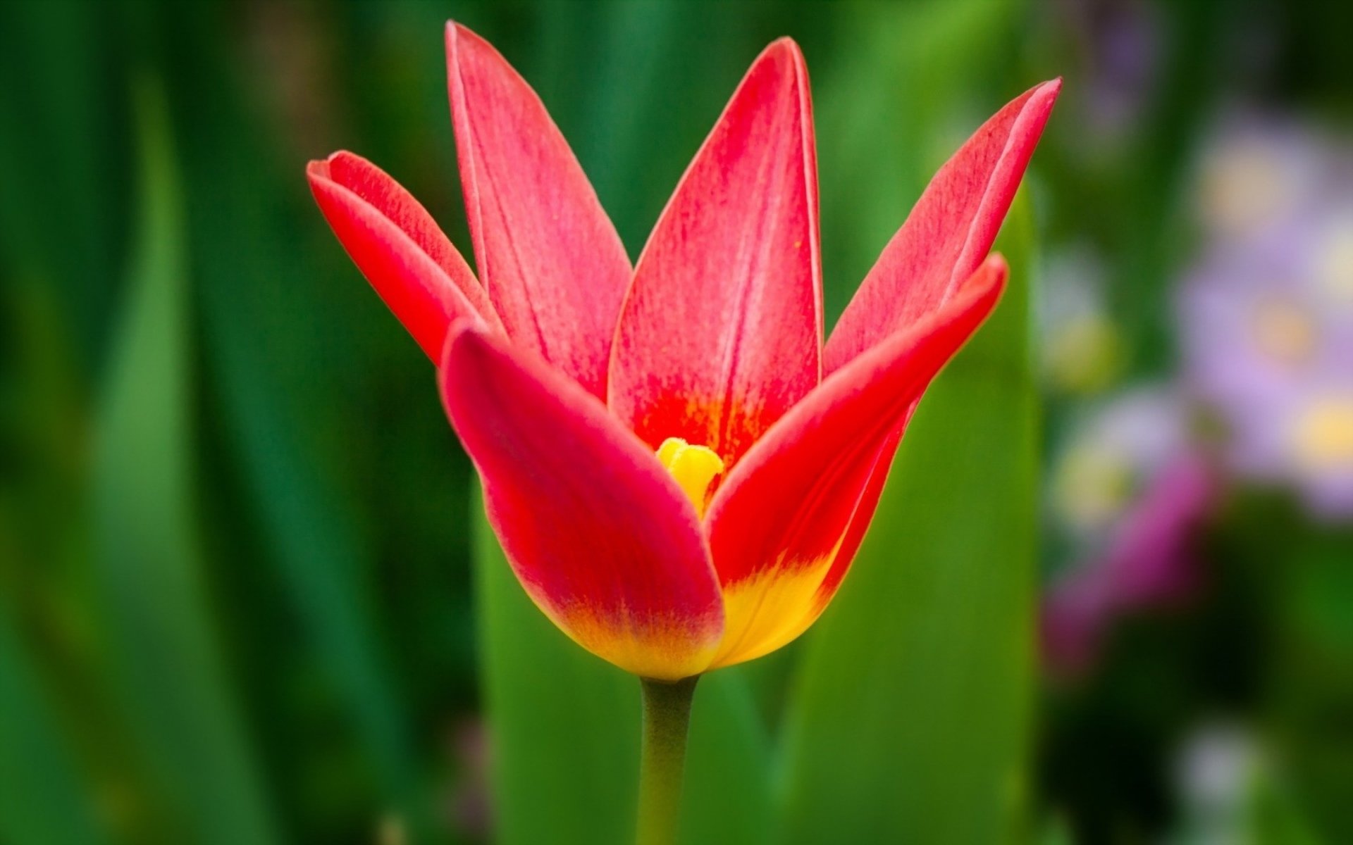 HD desktop wallpaper featuring a vibrant red and yellow tulip flower in nature, set against a softly blurred green background.