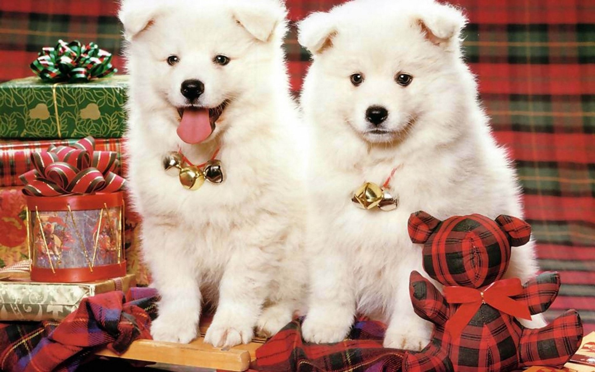 Two fluffy white puppies sit among colorful gifts and festive decorations, radiating joy and playfulness in this charming HD desktop wallpaper.