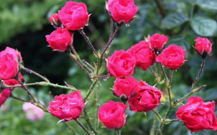 Close-up of a red rose bush with dewy petals against a green nature backdrop — vibrant flower scene rendered as a 2K Quad HD PC desktop wallpaper and background.