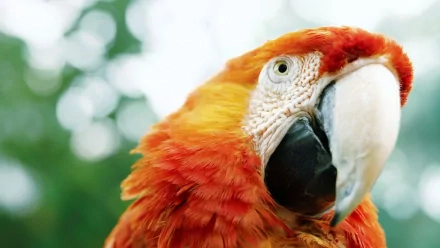 Vivid close-up of a scarlet macaw with detailed feathers, captured in HD, designed as a vibrant PC desktop wallpaper and background.