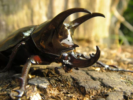 Animal rhinoceros beetle HD Desktop Wallpaper | Background Image