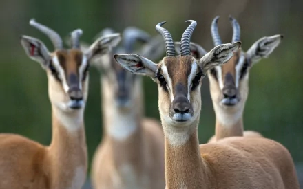 HD PC desktop wallpaper of three Soemmerring's gazelles (antelope), central gazelle facing the camera against a soft green background