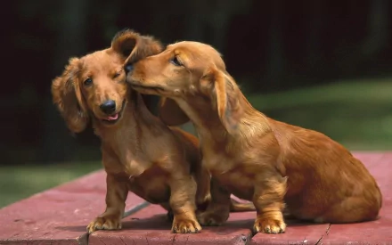 Two playful dachshunds share a moment, one gently nuzzling the other, against a vibrant outdoor setting. This HD image serves as a charming desktop wallpaper.