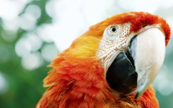 Vivid close-up of a scarlet macaw with detailed feathers, captured in HD, designed as a vibrant PC desktop wallpaper and background.