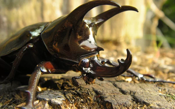Animal rhinoceros beetle HD Desktop Wallpaper | Background Image