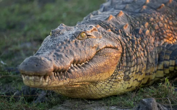 Animal crocodile HD Desktop Wallpaper | Background Image