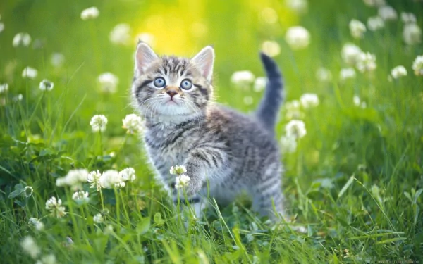 A cute kitten stands on green grass surrounded by white flowers on a spring day, captured in a HD desktop wallpaper and background.