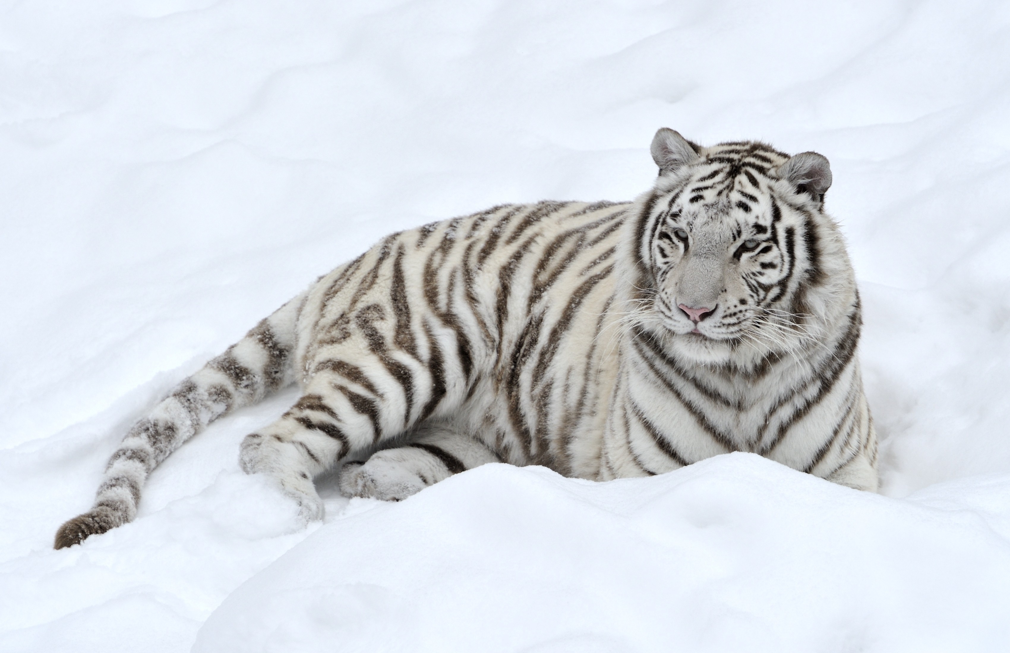 Snow Tiger Hd