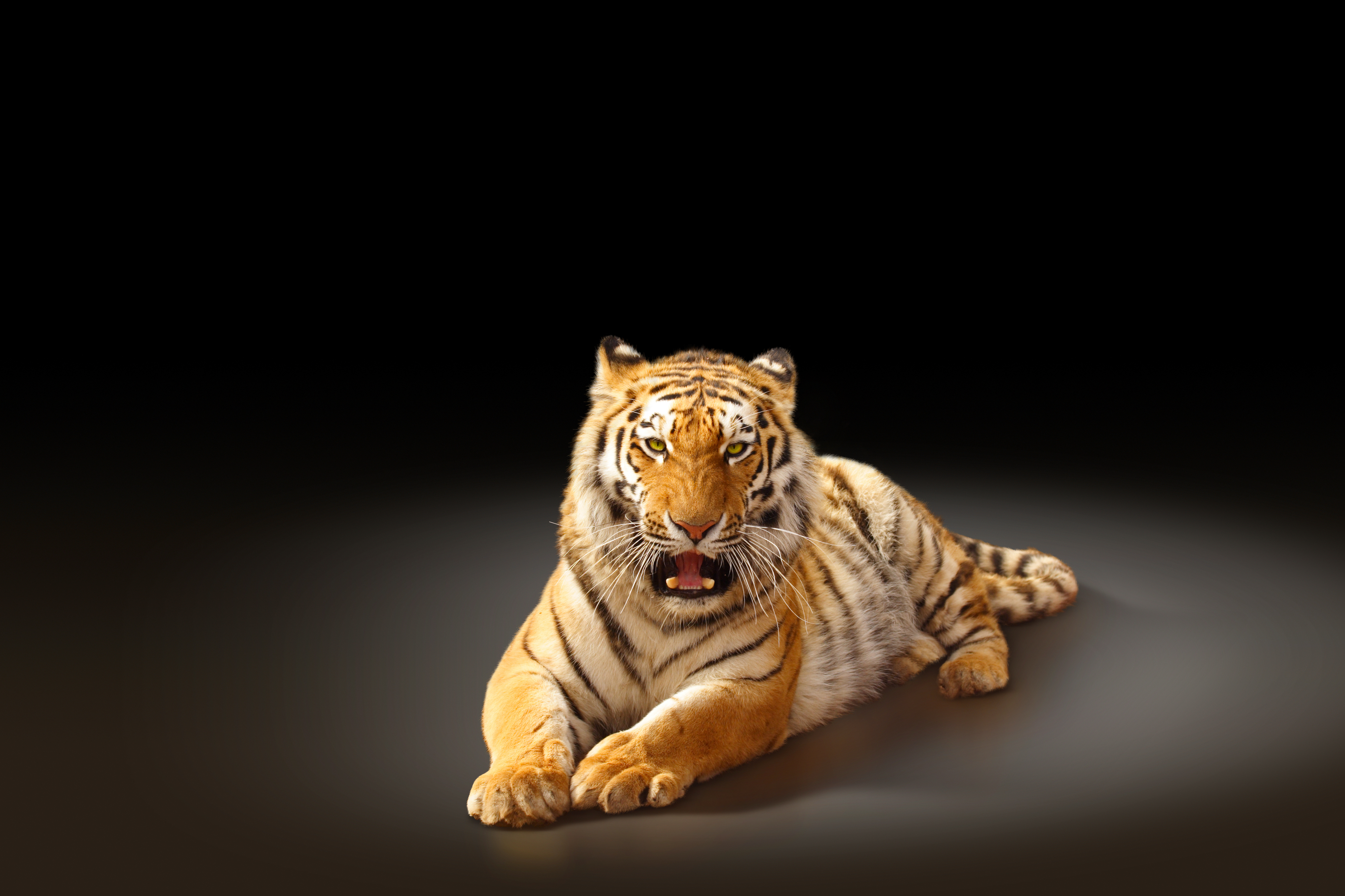 290+ 4K Tiger Wallpapers | Background Images