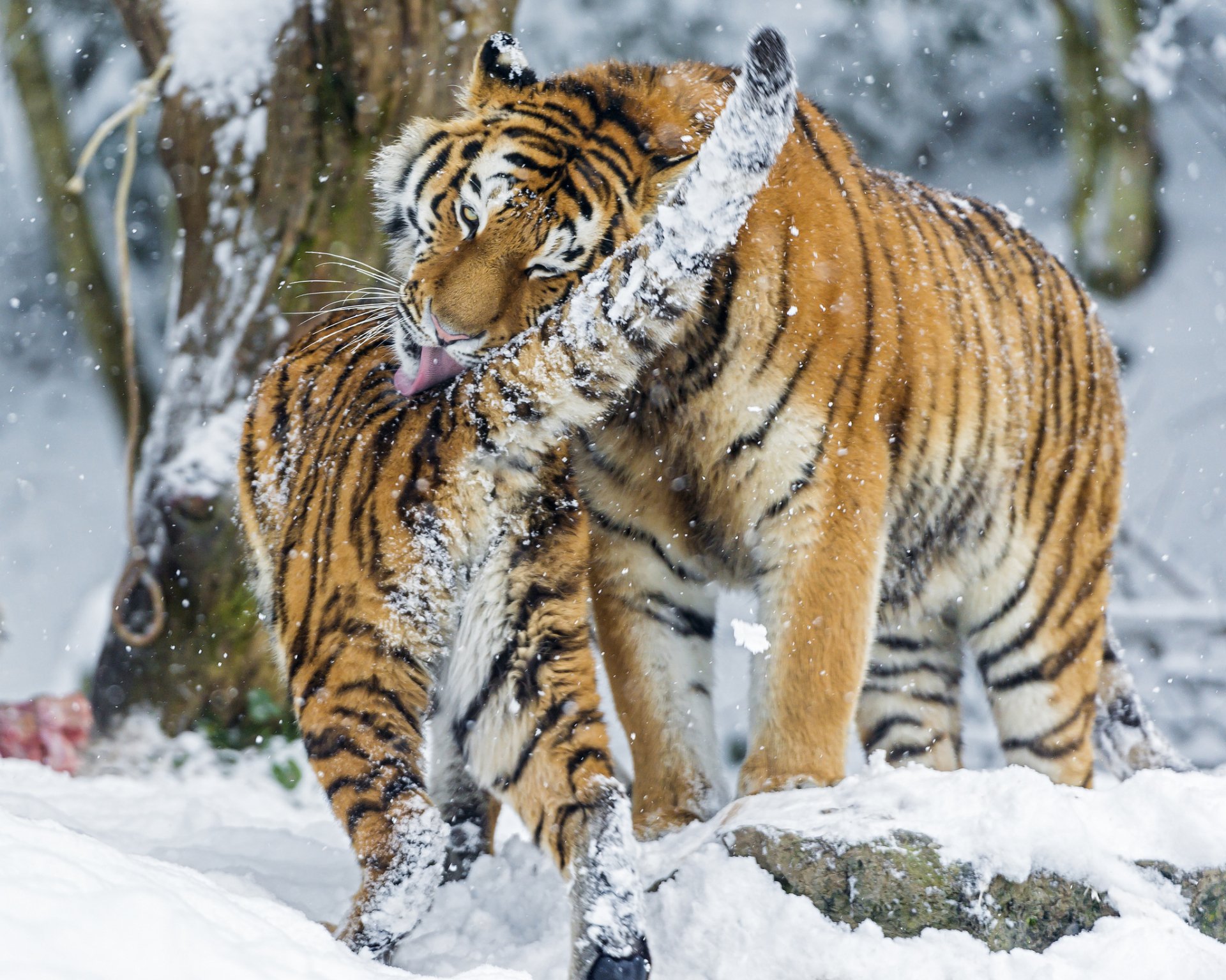 HD PC desktop wallpaper background: two tigers nuzzling and grooming in a snowy forest.