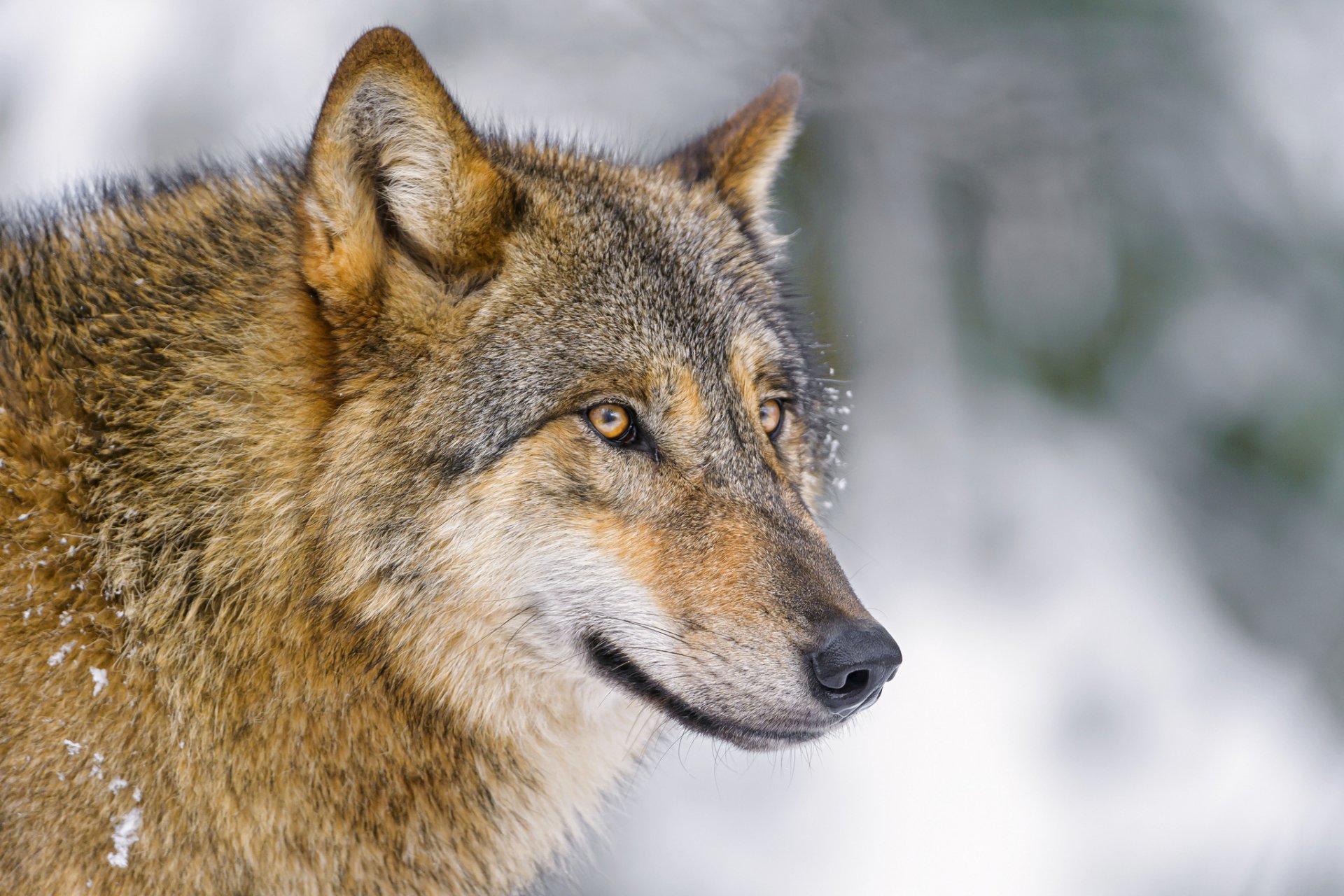 Download Animal Wolf HD Wallpaper