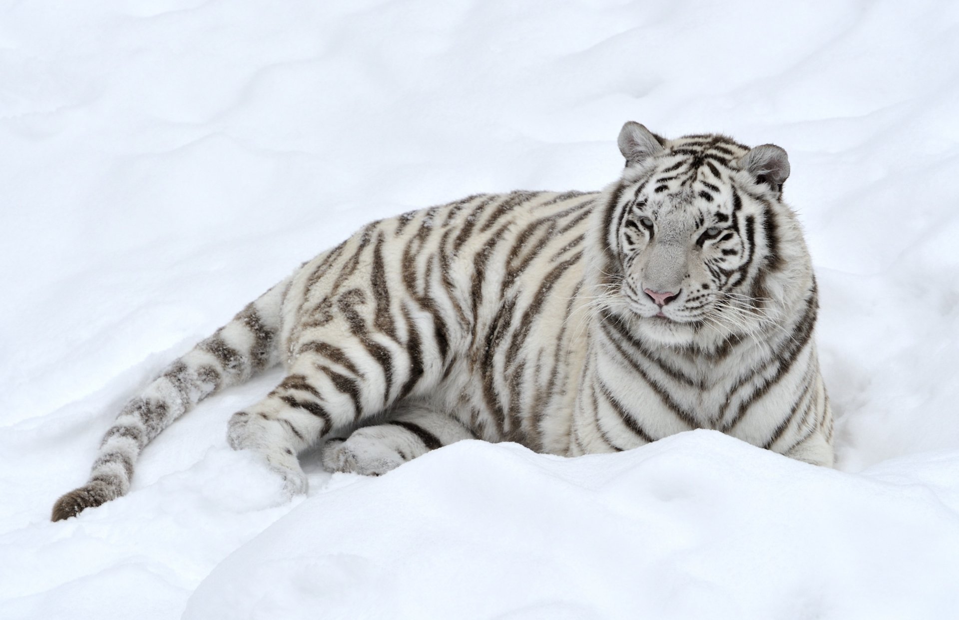 Download Animal White Tiger HD Wallpaper