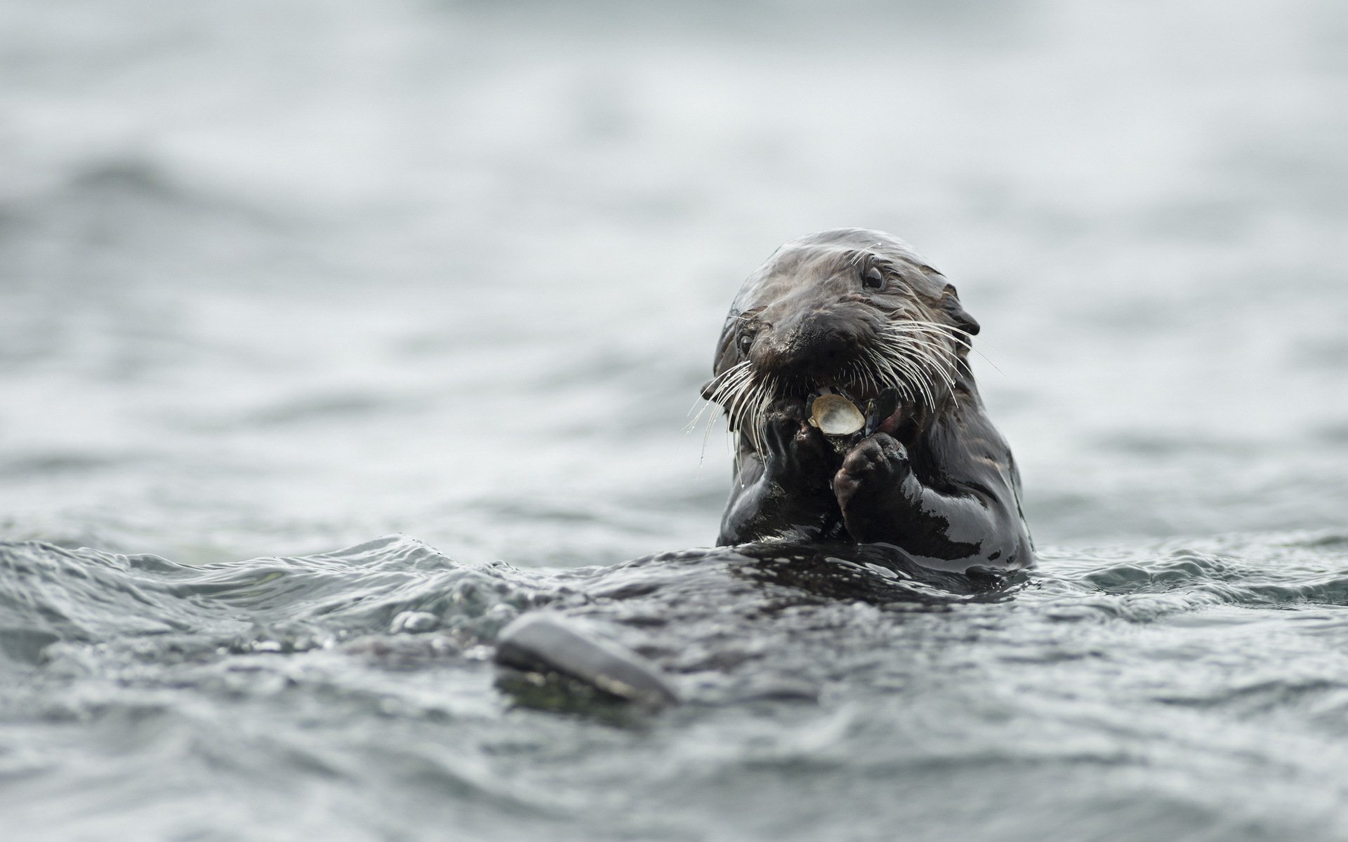 HD PC desktop wallpaper featuring a close-up of an otter floating in the water, holding its paws near its face against a blurred watery background.