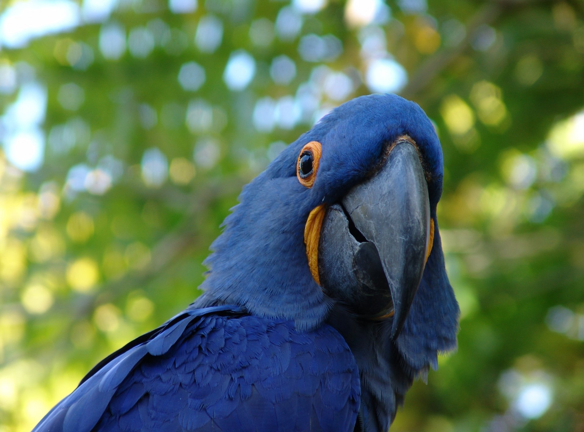 A vibrant hyacinth macaw with striking blue feathers and orange accents, set against a blurred green background, creates a stunning HD desktop wallpaper.