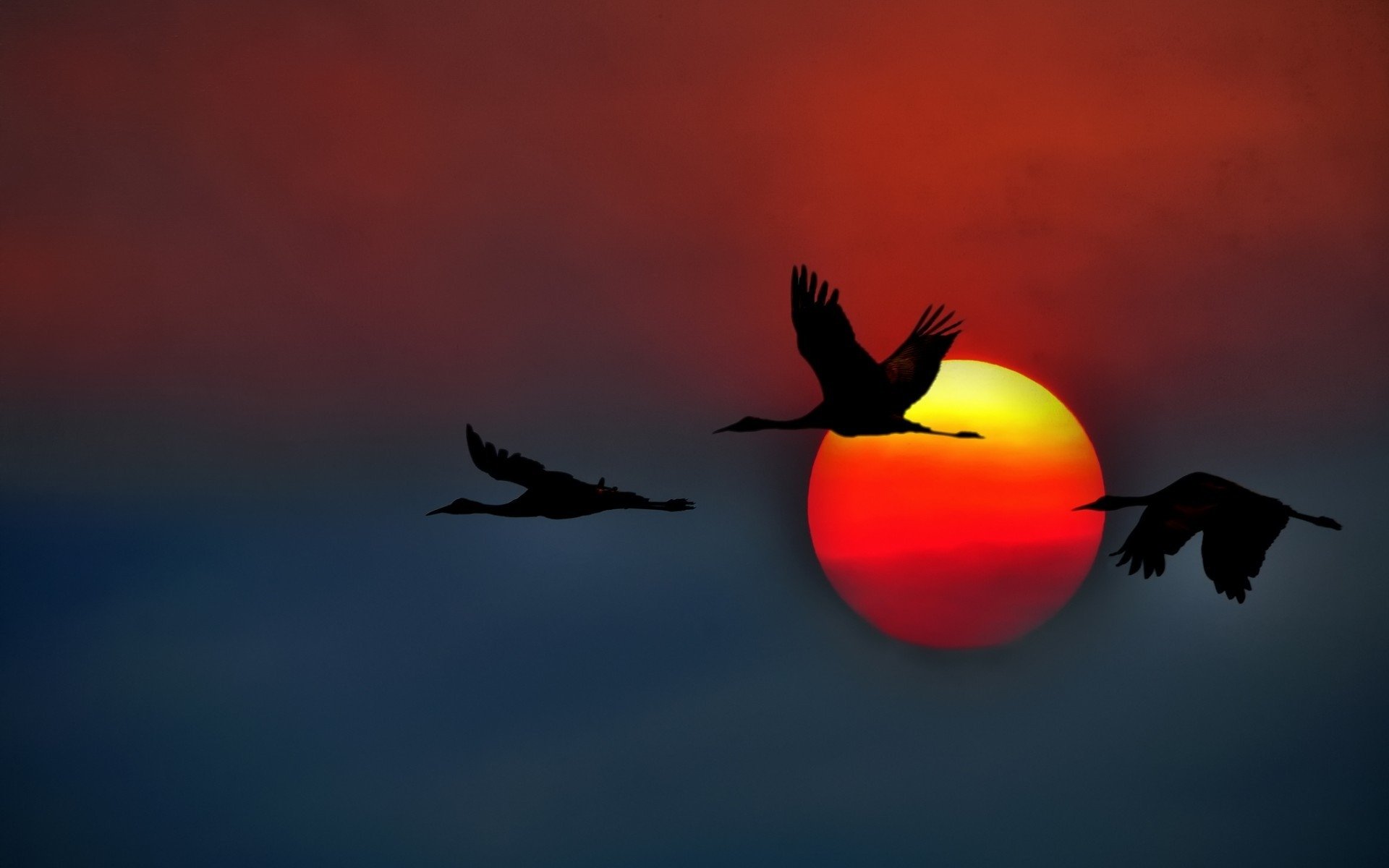 Silhouettes of birds in flight against a vibrant sunset, creating a stunning HD desktop wallpaper that captures the beauty of nature's evening sky.