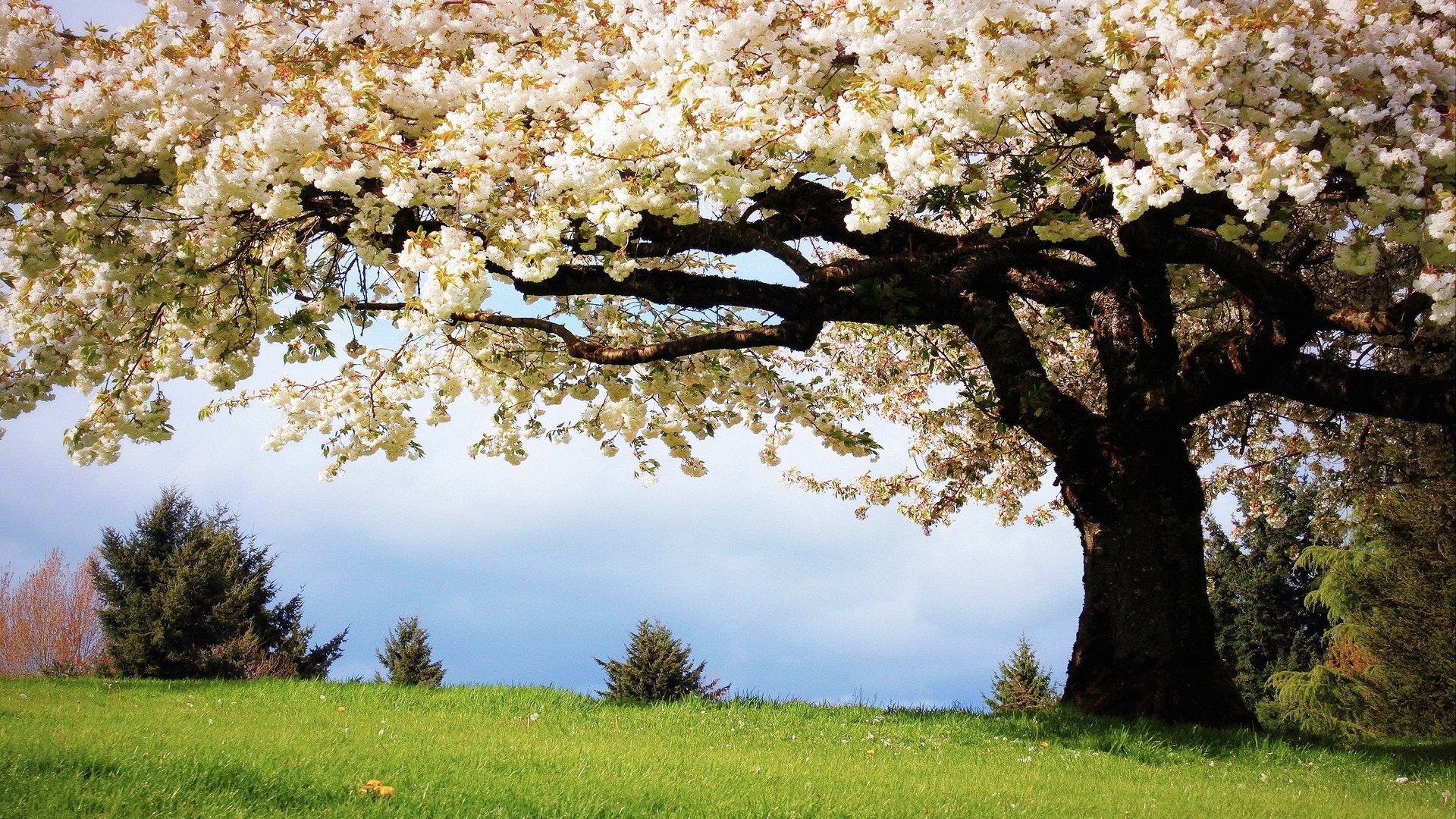 A stunning HD desktop wallpaper featuring a blossoming tree with white flowers, set against a vibrant green lawn and a serene sky, showcasing the beauty of nature.