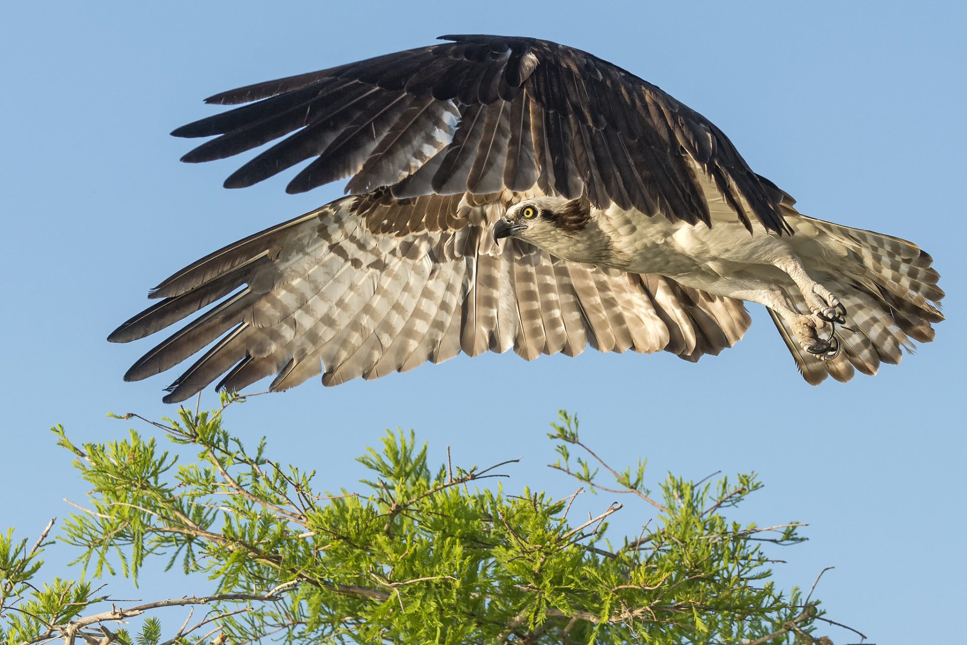 HD PC desktop wallpaper featuring a falcon in mid-flight above green foliage against a clear blue sky.