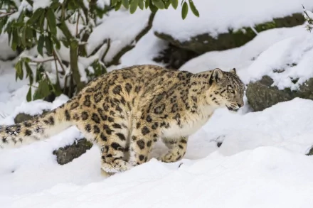 A snow leopard gracefully navigates a snowy landscape, surrounded by rocks and greenery, captured in high-definition for a striking desktop wallpaper.