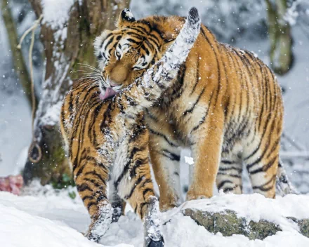 HD PC desktop wallpaper background: two tigers nuzzling and grooming in a snowy forest.