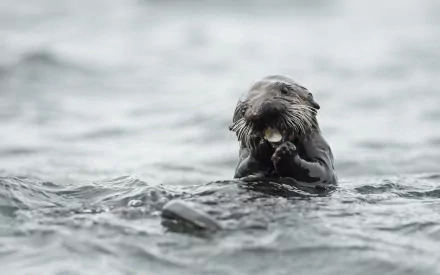 Animal otter HD Desktop Wallpaper | Background Image
