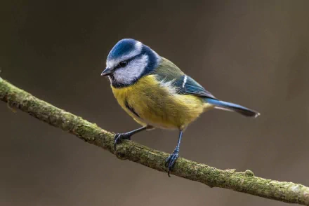 A vibrant blue tit perched on a branch, showcasing its striking blue and yellow plumage. This HD image serves as a captivating animal-themed desktop wallpaper.