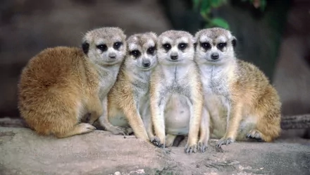 HD PC desktop wallpaper featuring a close-up of four meerkats sitting closely together on a rock, showcasing their alert expressions and textured fur.