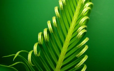 nature fern HD Desktop Wallpaper | Background Image