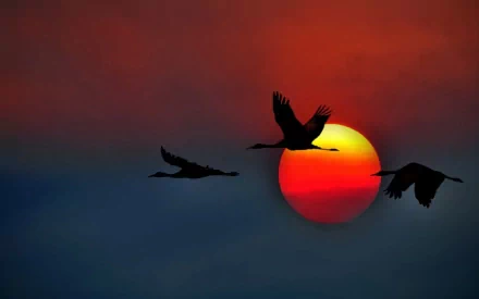 Silhouettes of birds in flight against a vibrant sunset, creating a stunning HD desktop wallpaper that captures the beauty of nature's evening sky.