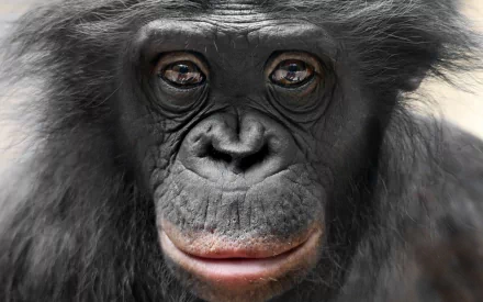 monkey Animal bonobo HD Desktop Wallpaper | Background Image