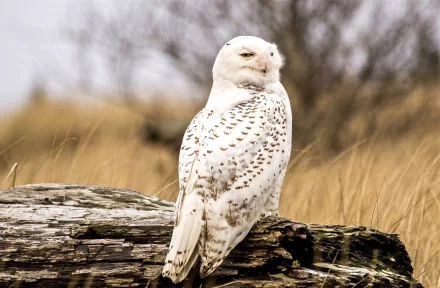 HD desktop wallpaper featuring a snowy owl perched on a weathered log against a blurred natural background.