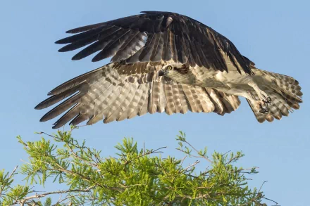 Animal falcon HD Desktop Wallpaper | Background Image